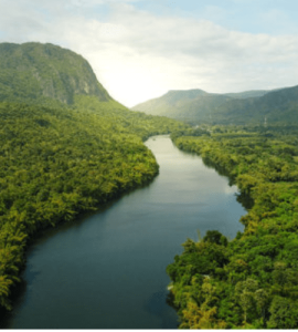 Hutan-Lindung-Sungai-Sesayap